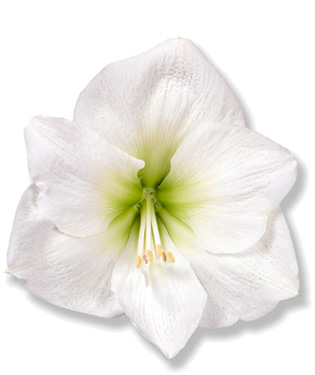 In Yoga Lent In Yoga Lent